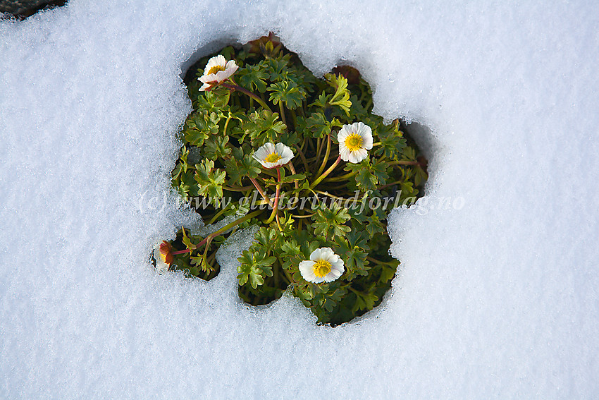 Ei tue med issoleie (Ranunculus glacialis) har "sprengt" seg gjennom snøen i mer enn 2200 meters høyde og utgjør et blidt og fargerikt innslag i steinødet her oppe. Bildet er tatt på Storgrovhøplatået.