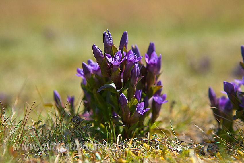 Bakkesøte Gentianella campestris i Visdalen.