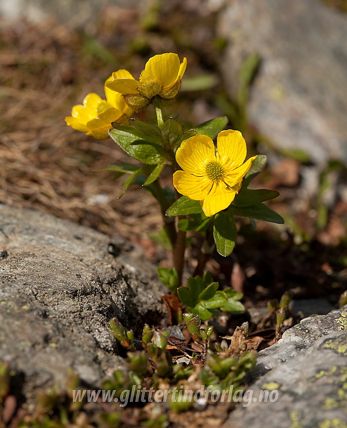 Snøsoleie (Ranunculus nivalis på Gilafjell.