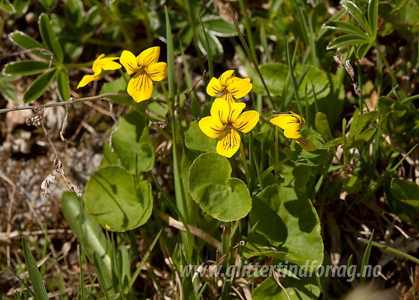 Fjellfiol (Viola biflora på Gilafjell.