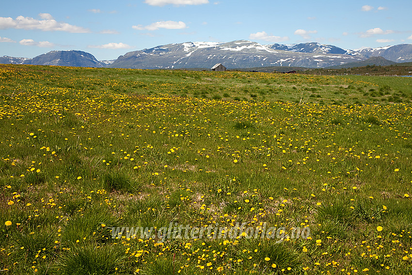 Blomstereng ved Gilastølane i Vestre Slidre med Vennisfjellet.