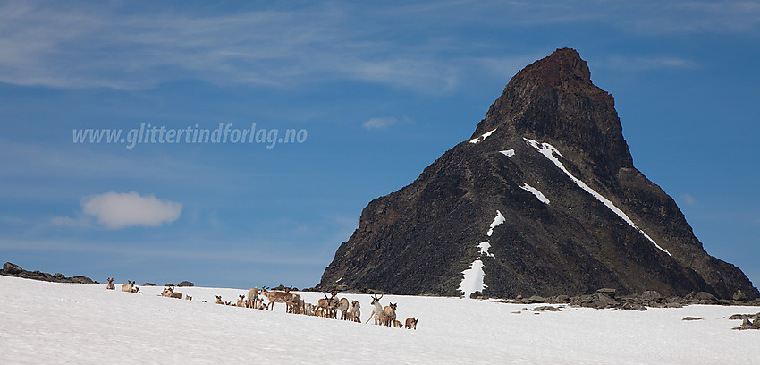 Reinsflokk på snøfelt på Kyrkjeoksle. I bakgrunnen Kyrkja (2032 moh) med sørryggen midt i mot hvor man tydelig kan se tråkket opp mot toppen.