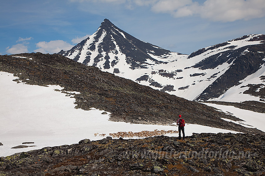 Reinsdyrflokk på Kyrkjeoksle. I bakgrunnen Visbreatinden (2234 moh) og Langvasshøe (2030 moh).