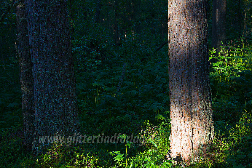 Skogsdetaljer i Blessomkalvkvean naturreservat like ved Randsverk.