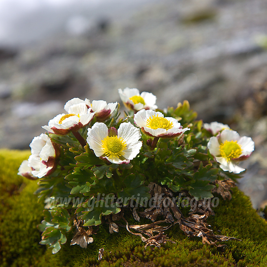 Issolleie (Ranunculus glacialis) helt oppunder Galdhøpiggen på ca. 2300 moh. Det er funnet issoleie enda et stykke lenger opp på Galdhøpiggen.