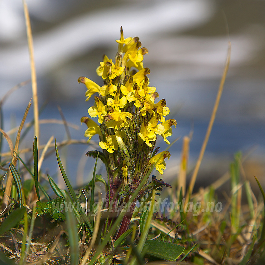 Gullmyrklegg Pedicularis oederi like ovenfor Glitterheim.