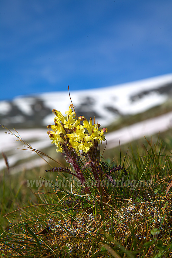 Gullmyrklegg Pedicularis oederi like ovenfor Glitterheim.