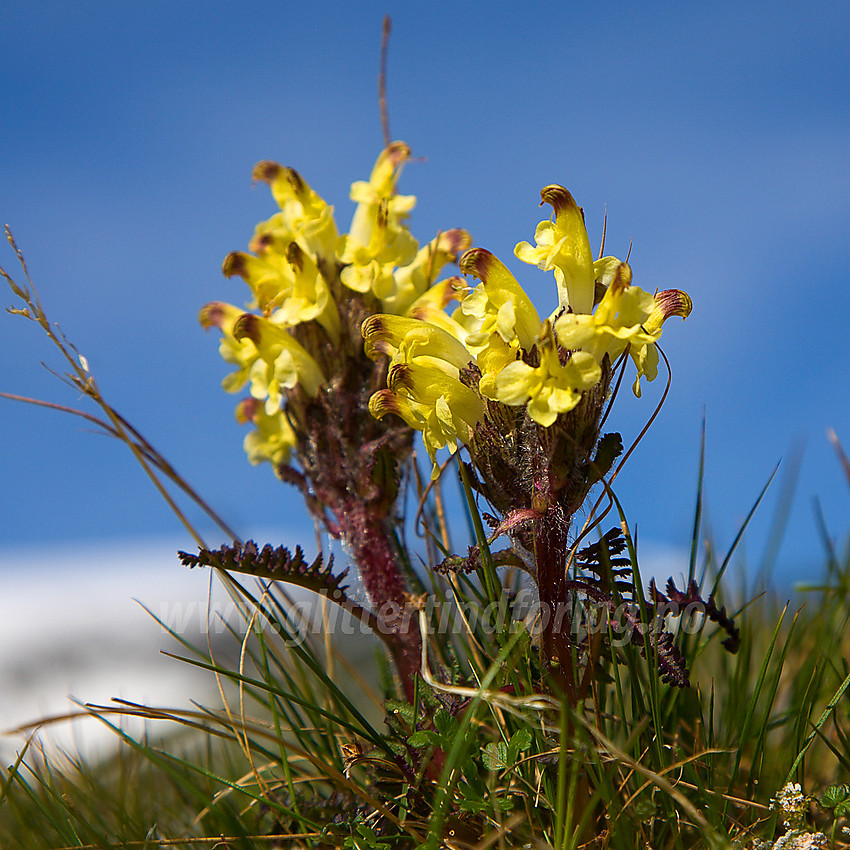 Gullmyrklegg Pedicularis oederi like ovenfor Glitterheim.