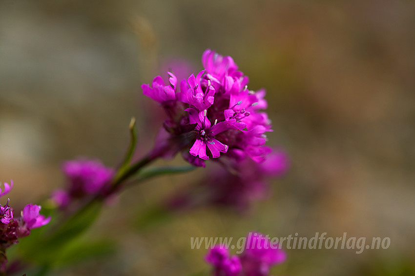 Fjelltjæreblom (lychnis alpina) i Smådalen.