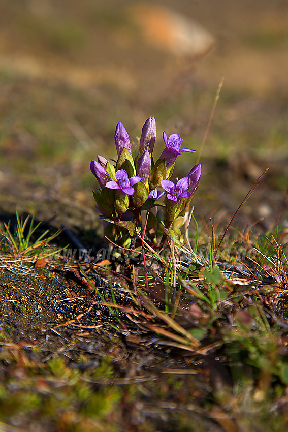 Bakkesøte Gentianella campestris ikke langt fra Brimi Fjellstugu i nordøst-Jotunheimen.