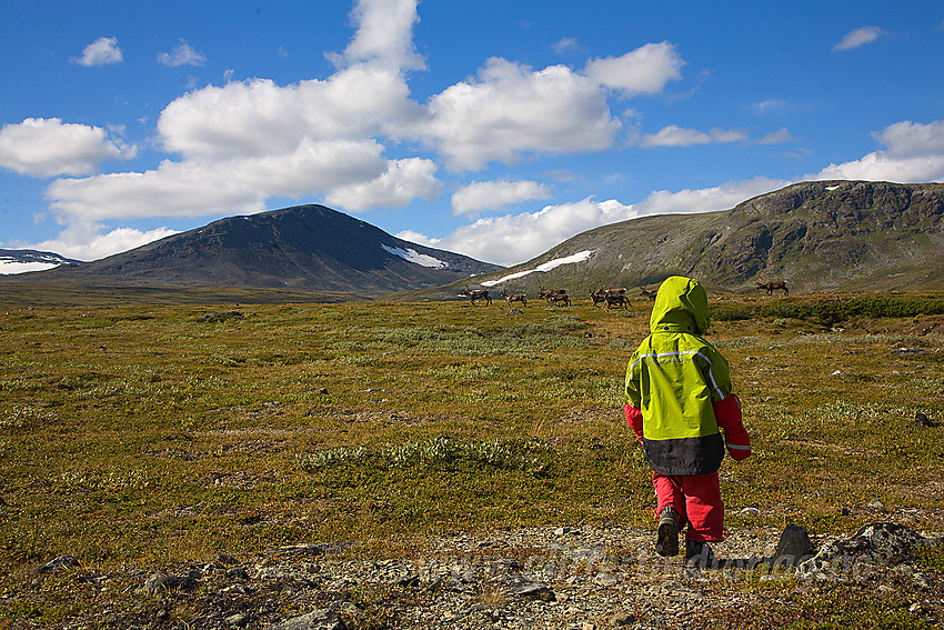 På tur til Søre Koppe i Nordøst-Jotunheimen med Gråvåhøe (1765 moh) og Nordre Koppe (1563 moh) samt en flokk tamrein i bakgrunnen.