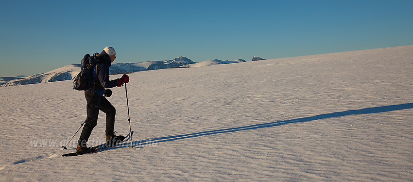 På vei fra Hesthøe mot Hestbreapiggane en sommermorgen med noen av Jotunheimens tinder (Galdhøpiggen høyest) i bakgrunnen.