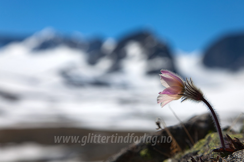 Mogop Pulsatilla vernalis i Trollsteinkvelven.