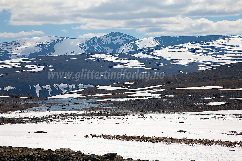 I Trollsteinkvelven med reinsdyrflokk mot et bakteppe bl.a. bestående av bl.a. Austre Nautgardstinden (2194 moh), Nautgardstinden (2258 moh) og Nautgardsoksle (2089 moh).