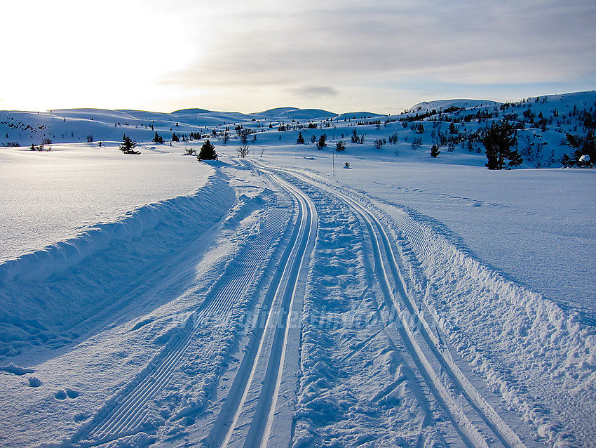 Skispor like ved Røysvang (Nordre Fjellstølen).