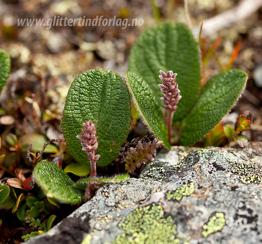 Rynkevier Salix reticulata på Gilafjellet.