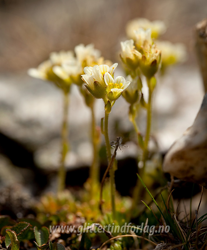 Tuesildre Saxifraga cespitosa på Gilafjellet i Vang.