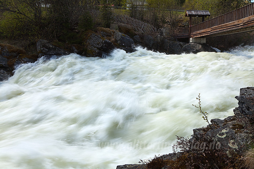 I Kvitvellafossen er Neselve virkelig imponerende. Lett tilgjengelig er den også like ved Fagernes sentrum. Bildet er tatt en vårdag med flomføring i elva.