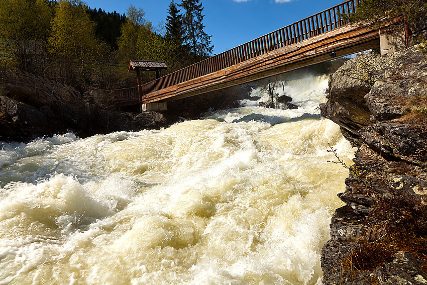 I Kvitvellafossen er Neselve virkelig imponerende. Lett tilgjengelig er den også like ved Fagernes sentrum. Bildet er tatt en vårdag med flomføring i elva.