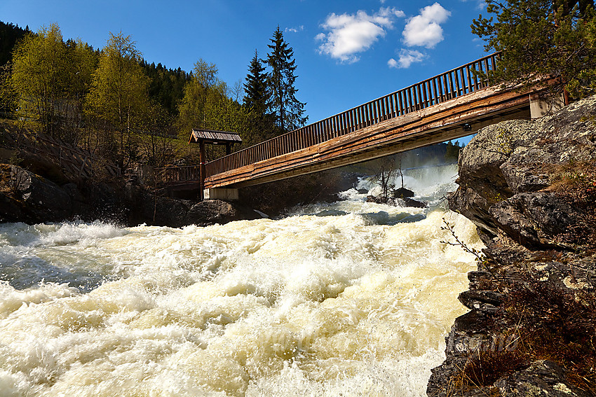 I Kvitvellafossen er Neselve virkelig imponerende. Lett tilgjengelig er den også like ved Fagernes sentrum. Bildet er tatt en vårdag med flomføring i elva.