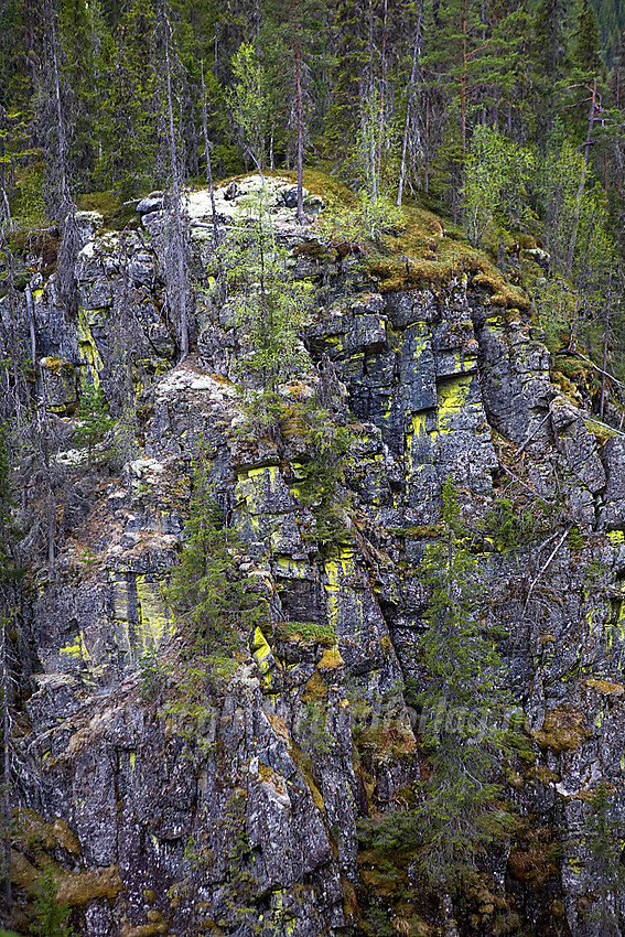 Fuktige, mosebevokste klipper ved Kverviljuvet.