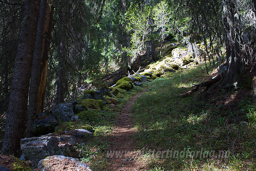 Bjødnastigen i Aurdal.