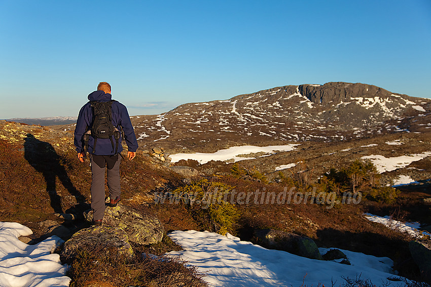 Retur fra Rundemellen en forsommerkveld med Skarvmellen (1267 moh) i bakgrunnen.