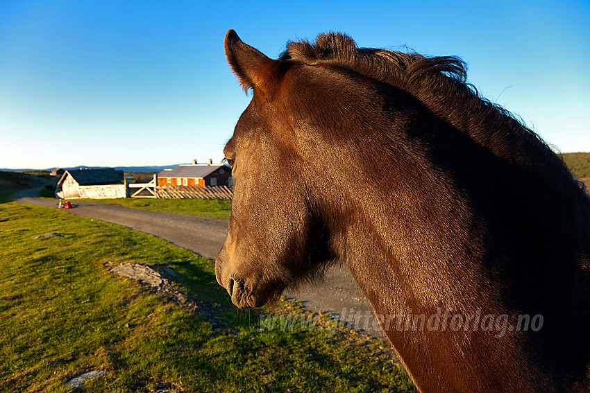 Hest ved Bjørnhovda i Nord-Aurdal en flott sommermorgen.