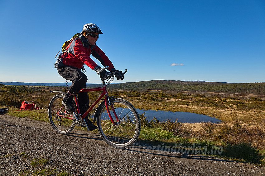 Sykling på Bjørnhovda i Nord-Aurdal en flott sommermorgen. I bakgrunnen ses Goaren.