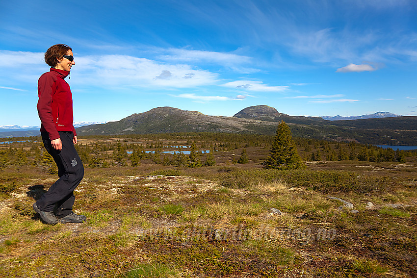 Fin sommerdag på Skardåsen i Nord-Aurdal. I bakgrunnen ses bl.a. Skarvemellen og Rundemellen.