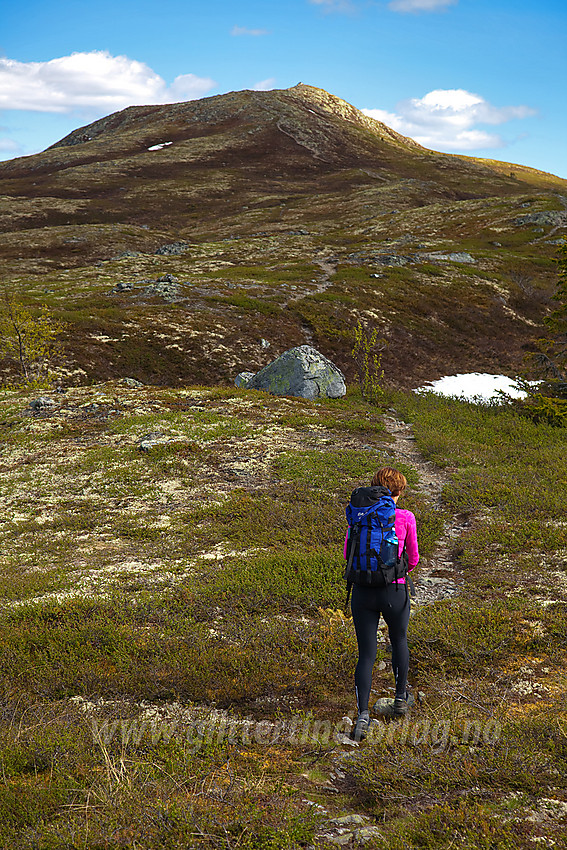 På vei mot Binnhovdknatten (1165 moh) fra vest.