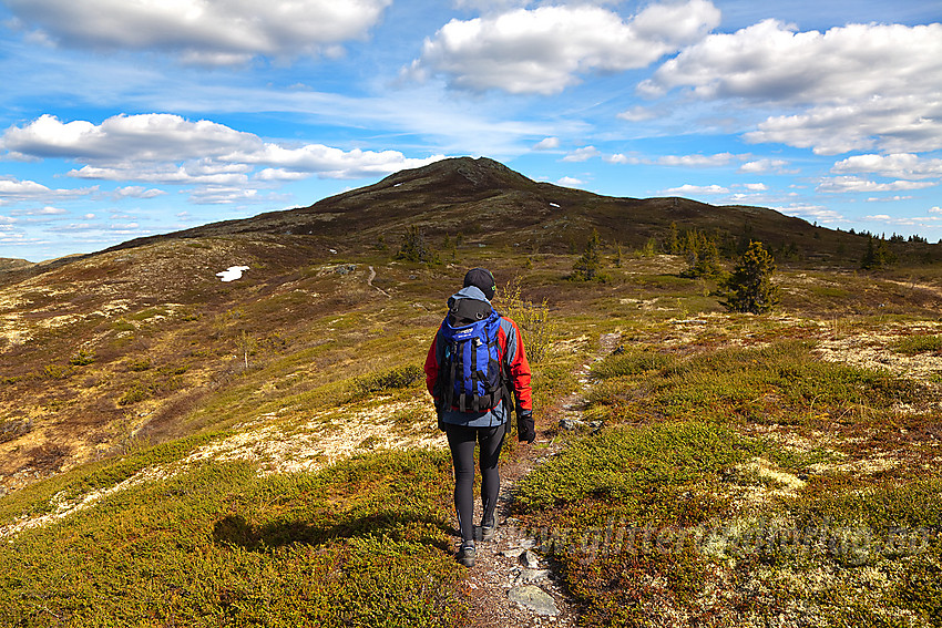 På vei mot Binnhovdknatten (1165 moh) fra vest.