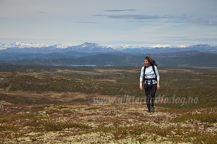 Siste stykket opp mot Bjørnehalli (1154 moh) med bl.a Skaget og Jotunheimen i bakgrunnen.