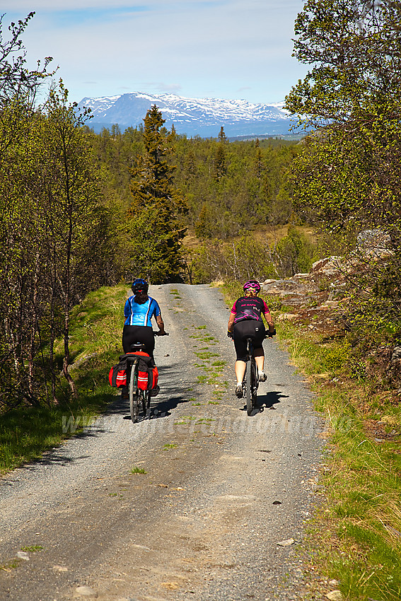 På vei ned fra høyda ved Haugsjøfjellet mot Skutetjernet. Skogshorn ses i det fjerne.