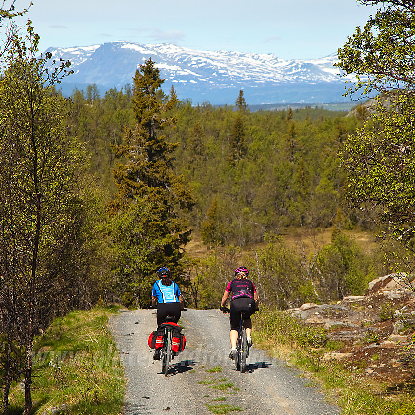 På vei ned fra høyda ved Haugsjøfjellet mot Skutetjernet. Skogshorn ses i det fjerne.