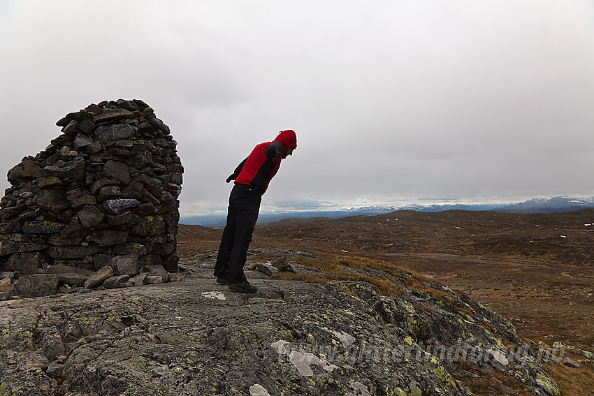 På toppen av Nystølvarden (1295 moh) en vindfull gråværsdag.