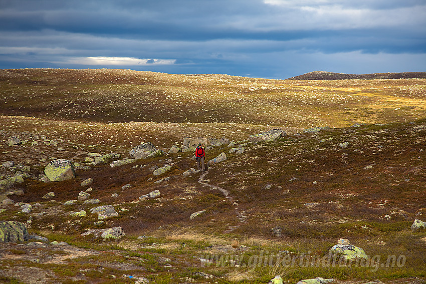 På vei mot Sæterknatten på Manfjellet i Vassfaret. Langtjernkollen bak til høyre.