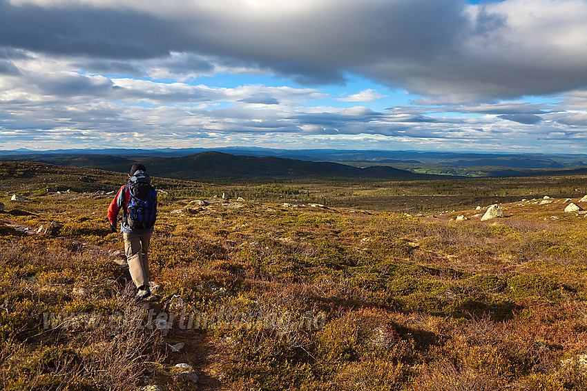 På retur fra Sæterknatten mot Fledda. Busufjellet i bakgrunnen.