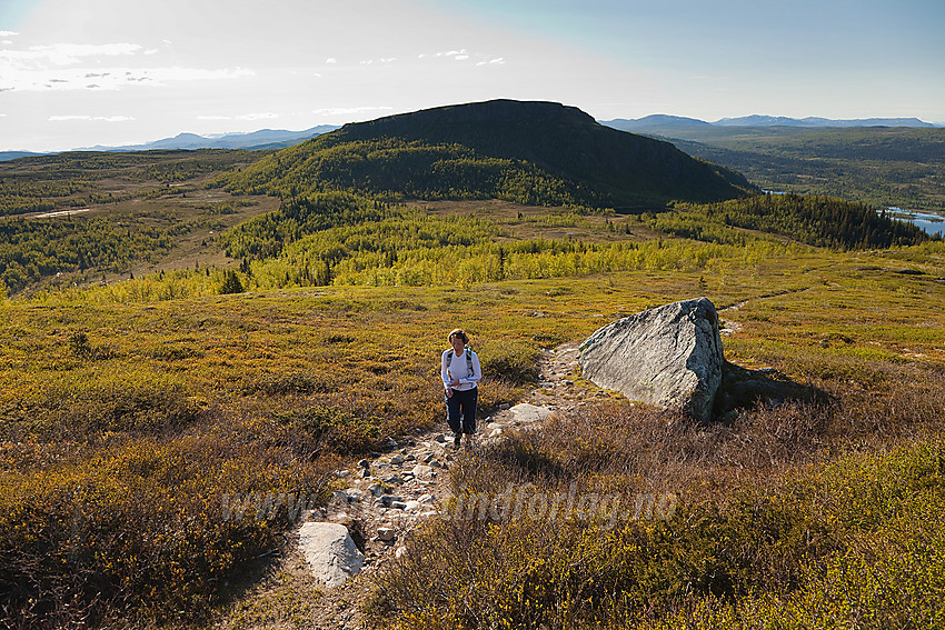 På vei mot Ormtjernkampen fra nord med Dokkampen (1122 moh) i bakgrunnen.