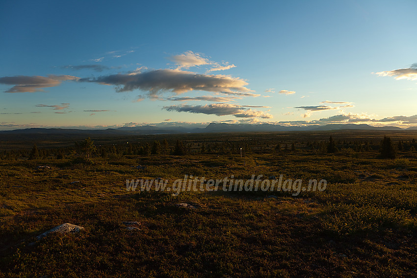 På Gribbehaugen i Nord-Aurdal en sommerkveld.