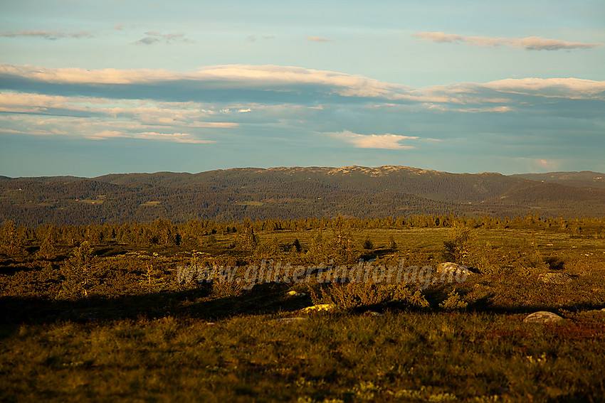 På Gribbehaugen i Nord-Aurdal en sommerkveld.