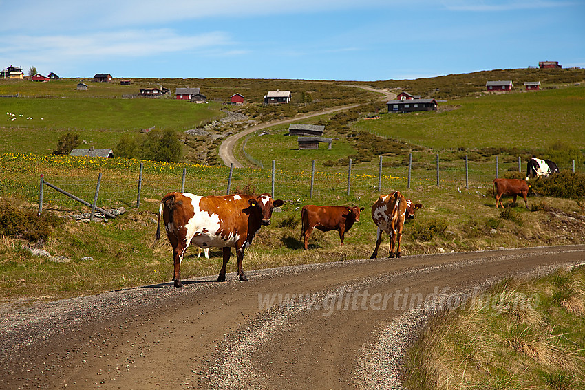 Ved Gaukelie på "Stølsvidda" i Nord-Aurdal.