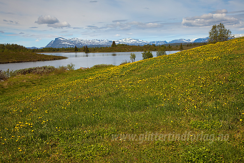 Blomstereng ved Gaukelitjednet på Stølsvidda i Nord-Aurdal. I det fjerne ses bl.a. Skogshorn og Veslebotnskarvet.