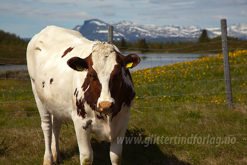 Poserende ku ved Gaukelie på Stølsvidda i Nord-Aurdal.