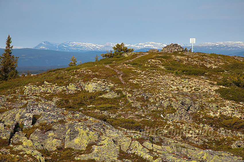 Sommermorgen på toppen av Tveitastølfjellet (1043 moh).