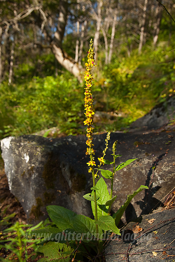 Langs stien fra Leirhol til Leirholstølen med et eksemplar Mørkkongslys Verbascum nigrum i forgrunnen.