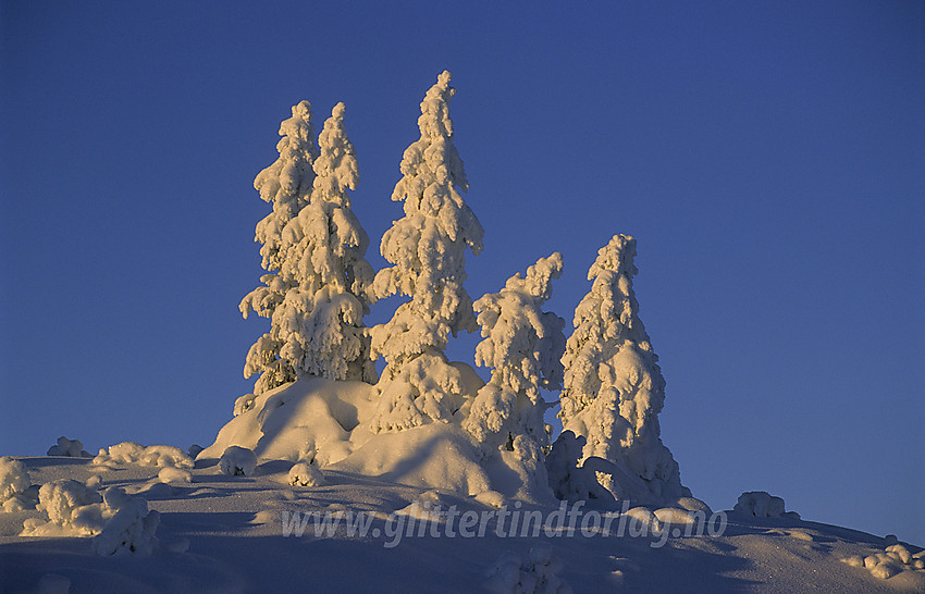 Vintereventyr i desember. På vei til Skardåsen i Nord-Aurdal.