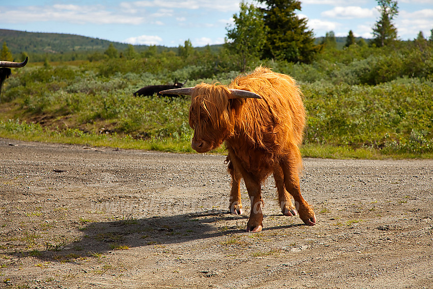 Skostk høylandsfe på beite ikke langt fra Kinnholt (Vaset) i Vestre Slidre.