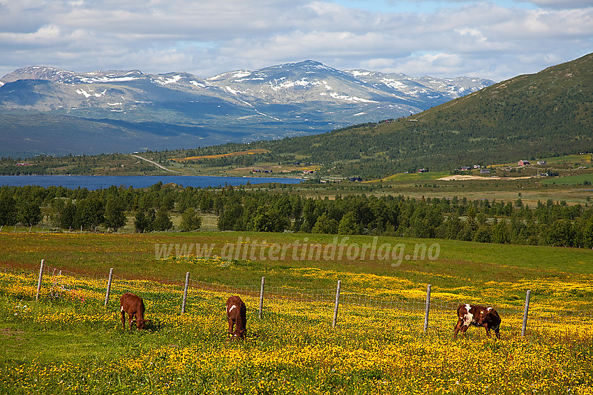 Ikke langt fra Råstølen i Vestre Slidre under en sykkeltur, her mot Reinsennvatnet og Veslebotnskarvet.