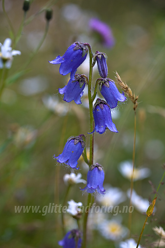 Skjeggklokke Campanula barbata i Etnedal.